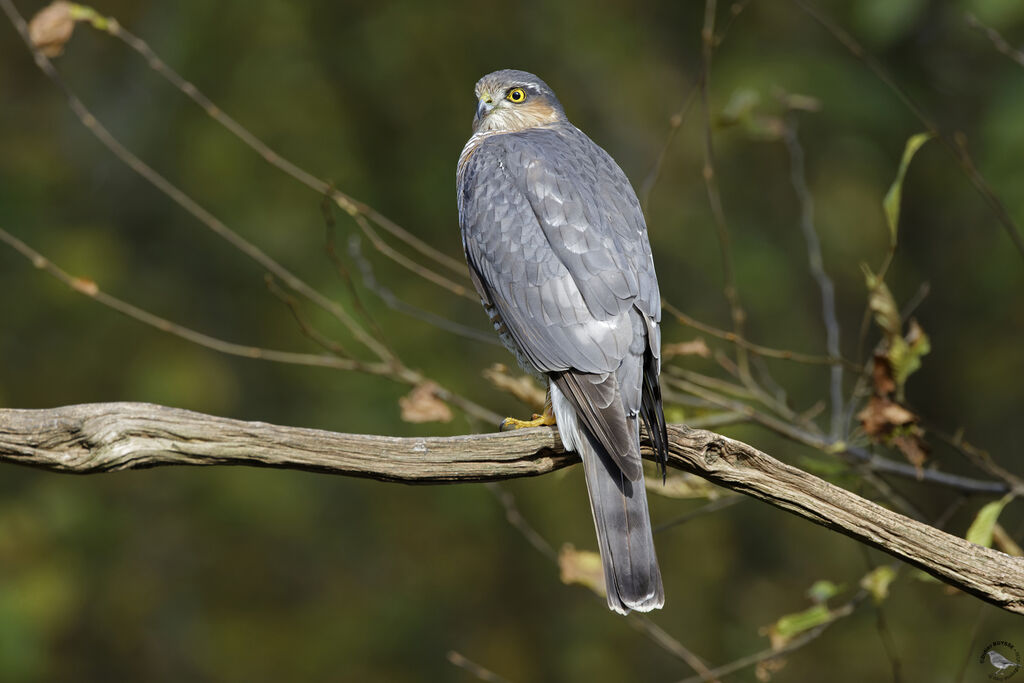 Eurasian Sparrowhawk