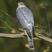 Eurasian Sparrowhawk