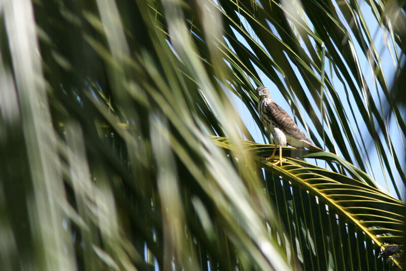 Épervier shikraimmature, identification