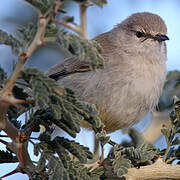 Yellow-bellied Eremomela