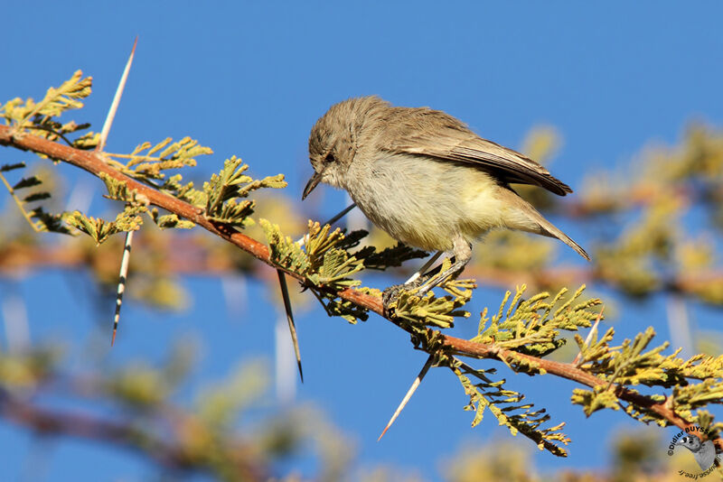 Yellow-bellied Eremomelaadult, identification