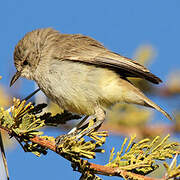 Yellow-bellied Eremomela