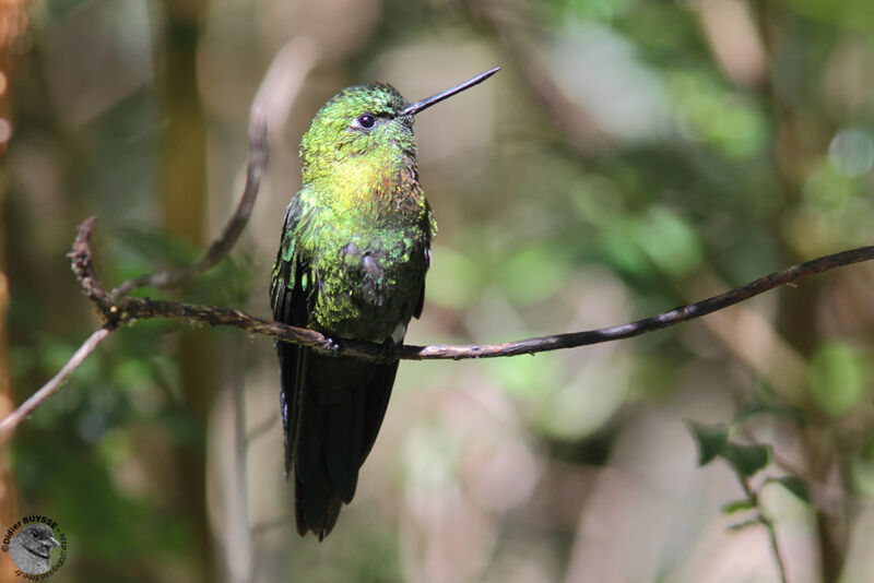 Golden-breasted Puffleg, identification