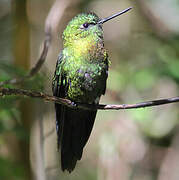 Golden-breasted Puffleg