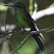 Sapphire-vented Puffleg