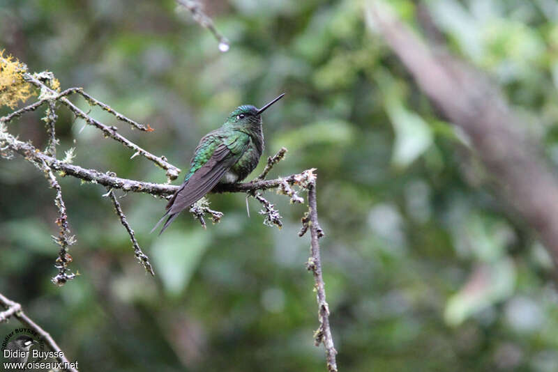 Glowing Puffleg male adult, identification