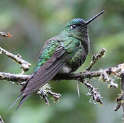 Glowing Puffleg