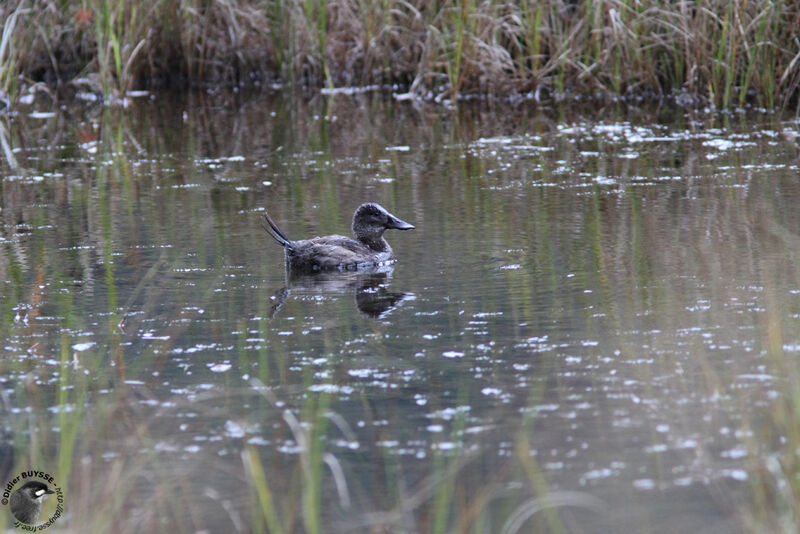 Érismature des Andes femelle adulte, identification