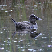 Andean Duck