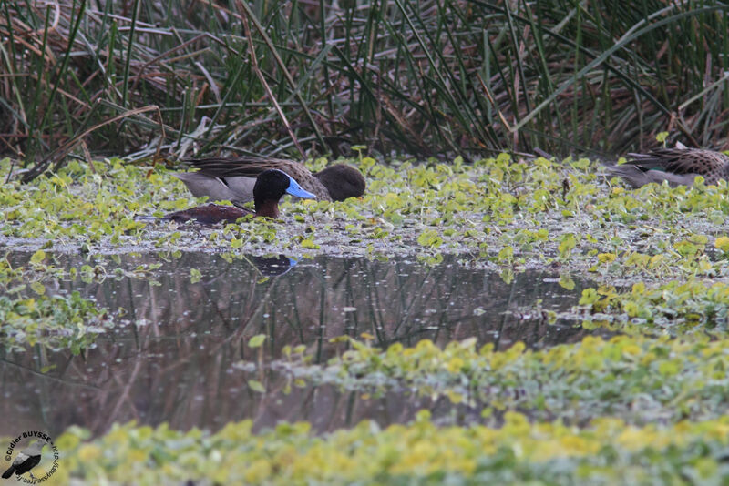 Andean Duck male adult, identification