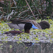 Andean Duck