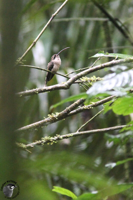 Great-billed Hermitadult, identification