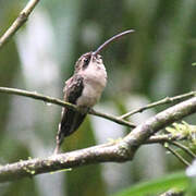 Great-billed Hermit