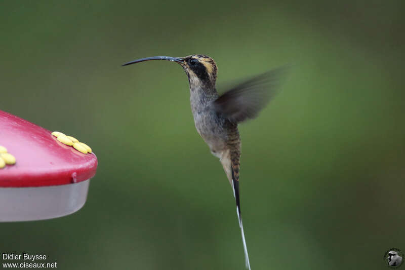 Scale-throated Hermitadult, identification, Flight, feeding habits