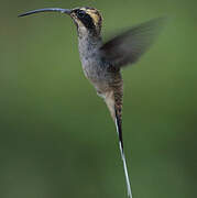 Scale-throated Hermit