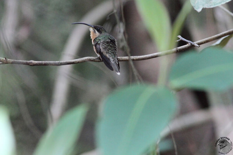 Rufous-breasted Hermitadult, identification