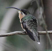 Rufous-breasted Hermit