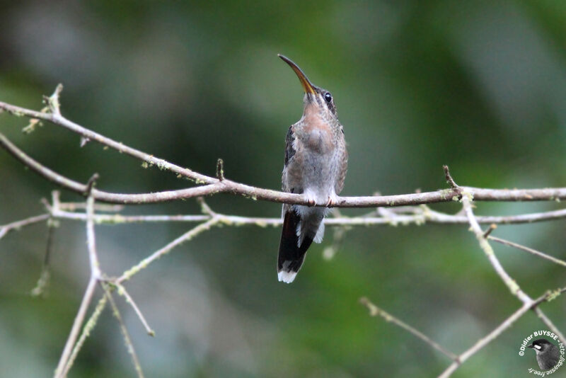 Rufous-breasted Hermitadult, identification