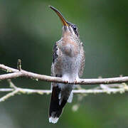 Rufous-breasted Hermit