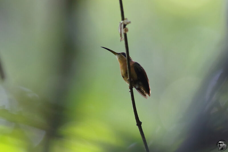 Reddish Hermitadult, identification