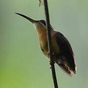 Reddish Hermit