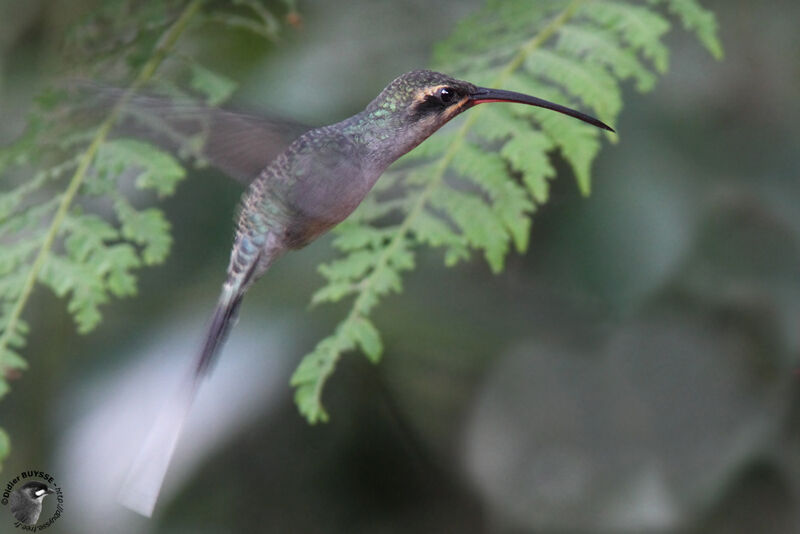 Green Hermit female adult, Flight