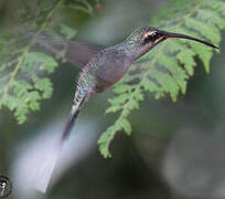 Green Hermit