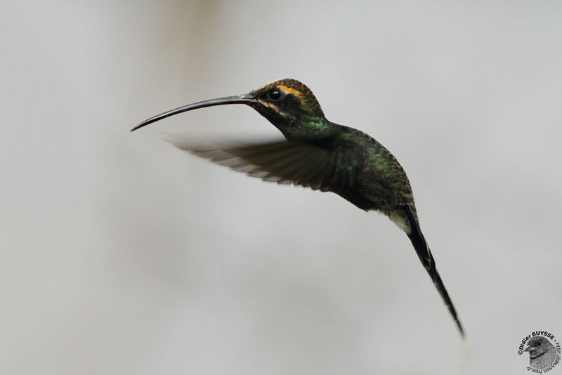 White-whiskered Hermit female adult, pigmentation, Flight