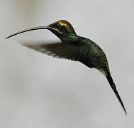 White-whiskered Hermit