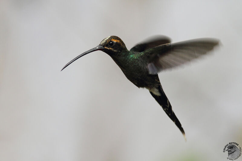 White-whiskered Hermitadult, Flight