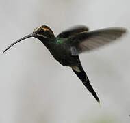 White-whiskered Hermit