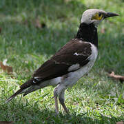 Black-collared Starling