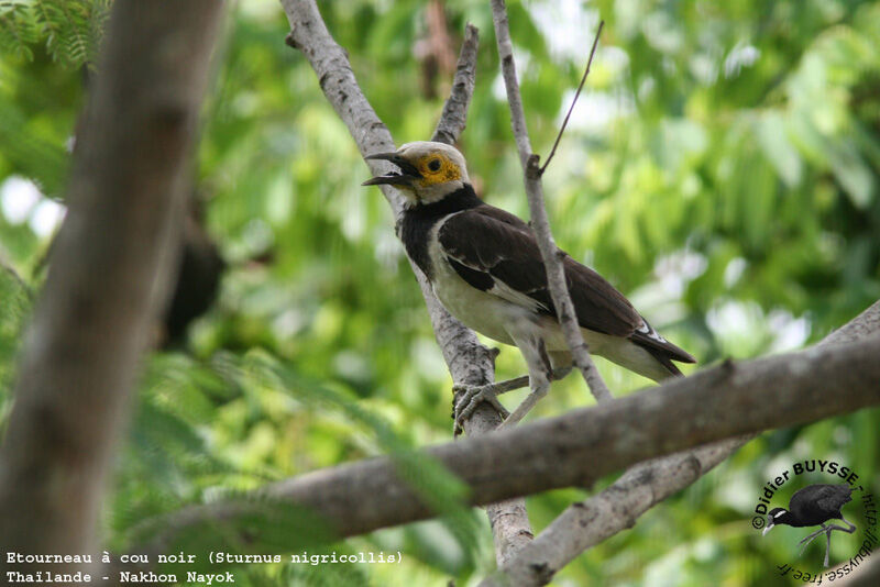 Black-collared Starlingadult breeding