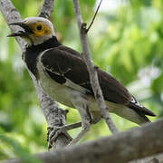 Black-collared Starling