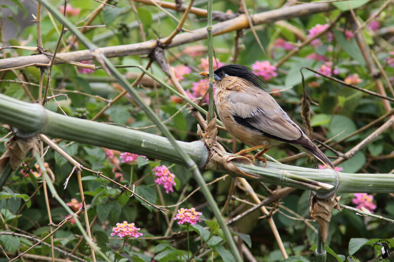 Brahminy Starlingadult breeding