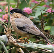 Brahminy Starling