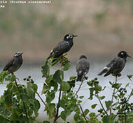 White-cheeked Starling