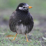 White-cheeked Starling