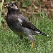 White-cheeked Starling