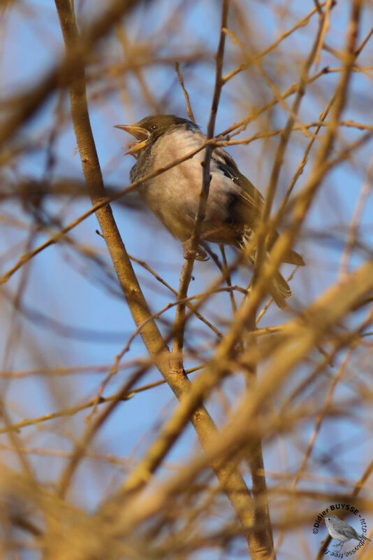 Rosy Starlingimmature, identification