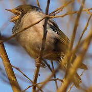 Rosy Starling