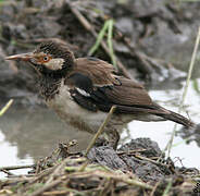 Siamese Pied Myna