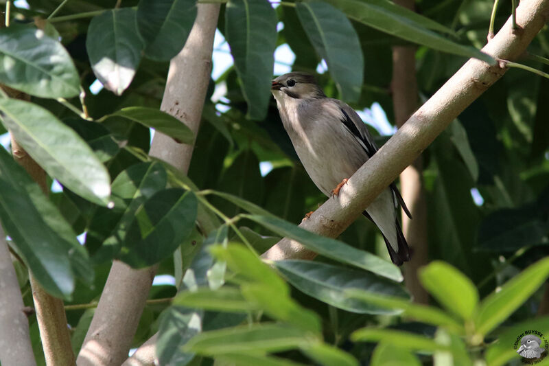 Étourneau soyeuxadulte, identification