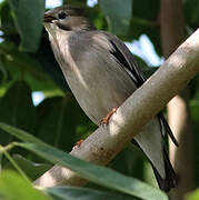 Red-billed Starling