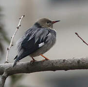 Red-billed Starling