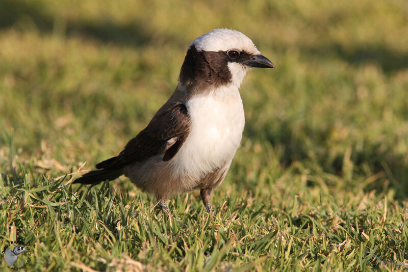 Southern White-crowned Shrikeadult, identification