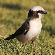 Southern White-crowned Shrike