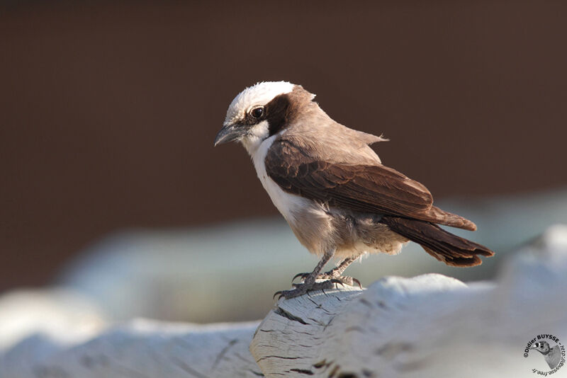 Southern White-crowned Shrikeadult, identification