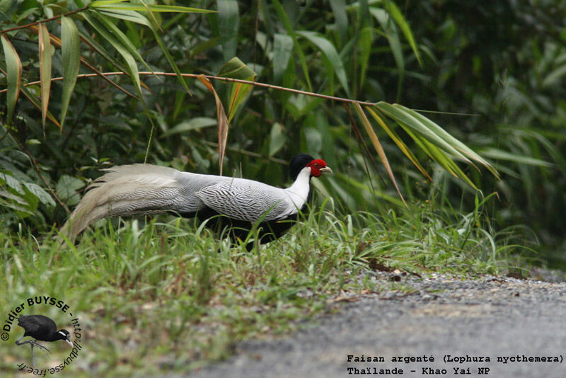 Silver Pheasantadult breeding