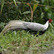 Silver Pheasant